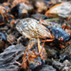 Image for article titled What's That Smell? Oh, It's Just the Stink of Rotting Cicada Corpses.